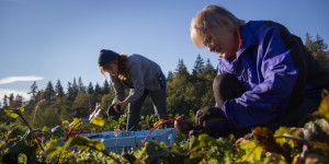 Two people harvesting crops in a field under a clear blue sky.